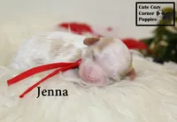 F1 Jenna, a female Cavapoo for sale in Taylorsville, NC – 7 of 7