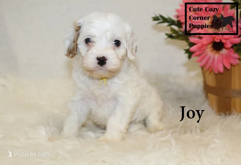 F1 Joy – Cavapoo puppy for sale in Taylorsville, NC