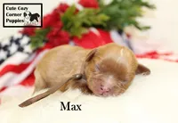 AKC Max, a male Cavalier King Charles Spaniel for sale in Taylorsville, NC – 6 of 9
