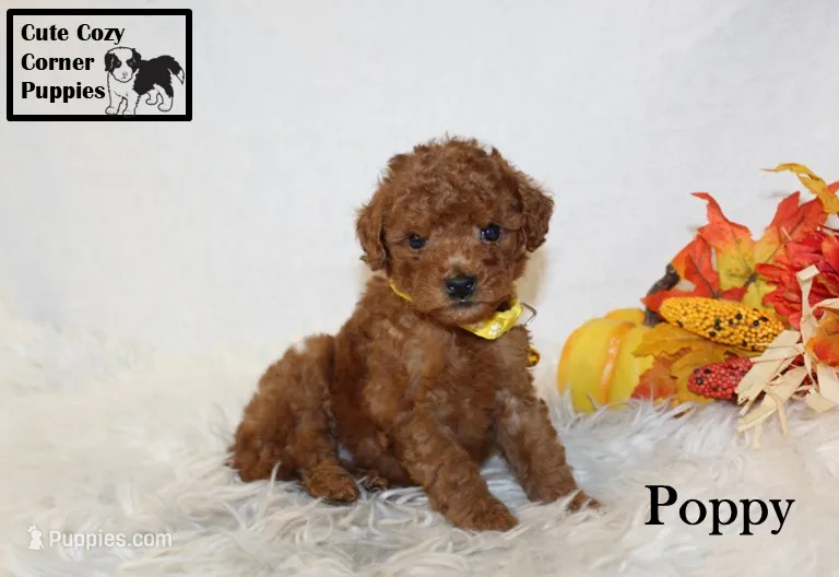 AKC Poppy – Poodle - Miniature  puppy for sale in Taylorsville, NC