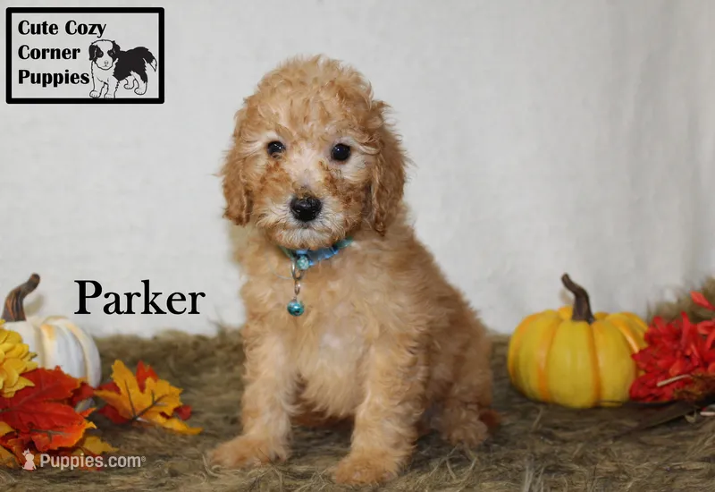 AKC Parker, a male Poodle - Miniature  for sale in Taylorsville, NC – 1 of 8