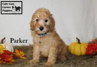 AKC Parker, a male Poodle - Miniature  for sale in Taylorsville, NC – 1 of 8
