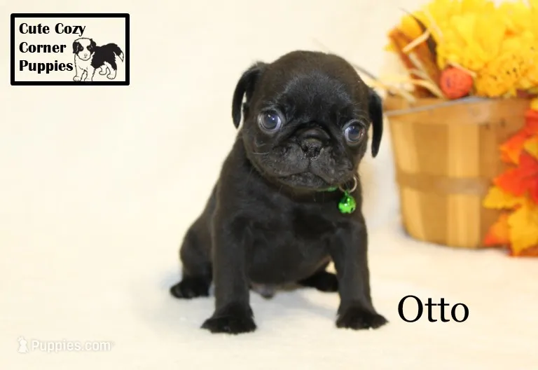 AKC Otto – Pug puppy for sale in Taylorsville, NC