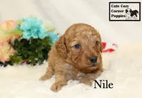 F1B Nile, a male Cavapoo for sale in Taylorsville, NC – 4 of 9