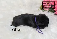 AKC Olive, a female Pug for sale in Taylorsville, NC – 5 of 7
