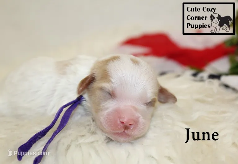 F1 June – Cavapoo puppy for sale in Taylorsville, NC