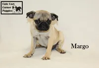 AKC Margo, a female Pug for sale in Taylorsville, NC – 2 of 7
