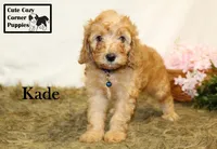 F1B Kade, a male Cavapoo for sale in Taylorsville, NC – 1 of 10