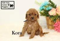 F1B Kora, a female Cavapoo for sale in Taylorsville, NC – 4 of 10