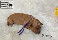 AKC Penny, a female Poodle - Miniature  for sale in Taylorsville, NC – 4 of 5
