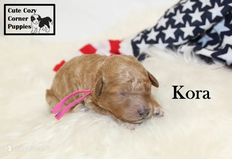 F1B Kora – Cavapoo puppy for sale in Taylorsville, NC