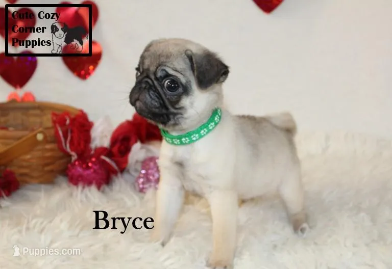 AKC Bryce
