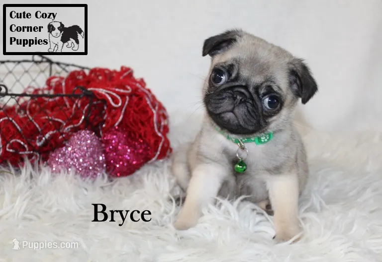 AKC Bryce