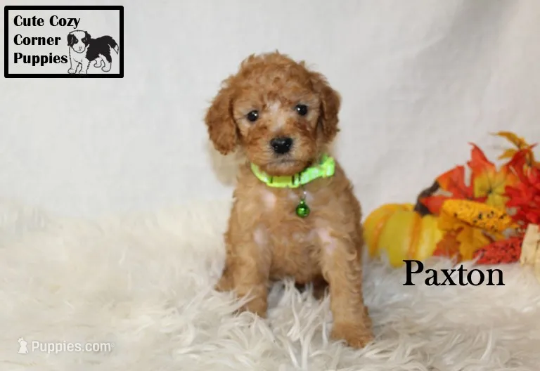 AKC Paxton – Poodle - Miniature  puppy for sale in Taylorsville, NC