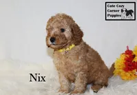 F1B Nix, a male Cavapoo for sale in Taylorsville, NC – 7 of 9