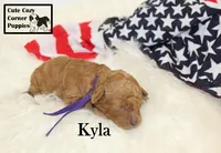 F1B Kyla, a female Cavapoo for sale in Taylorsville, NC – 8 of 9