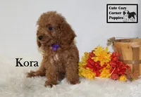 F1B Kora, a female Cavapoo for sale in Taylorsville, NC – 9 of 9