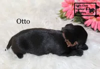 AKC Otto, a male Pug for sale in Taylorsville, NC – 3 of 5