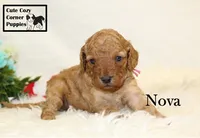 F1B Nova, a female Cavapoo for sale in Taylorsville, NC – 2 of 7