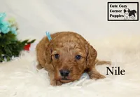 F1B Nile, a male Cavapoo for sale in Taylorsville, NC – 7 of 9