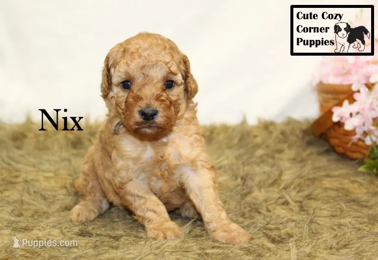 F1B Nix – Cavapoo puppy for sale in Taylorsville, NC