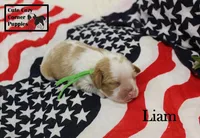 AKC Liam, a male Cavalier King Charles Spaniel for sale in Taylorsville, NC – 3 of 9