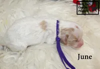F1 June, a female Cavapoo for sale in Taylorsville, NC – 6 of 7