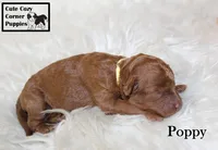 AKC Poppy, a female Poodle - Miniature  for sale in Taylorsville, NC – 6 of 6