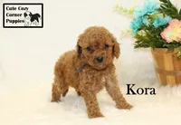 F1B Kora, a female Cavapoo for sale in Taylorsville, NC – 3 of 10