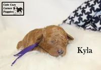 F1B Kyla, a female Cavapoo for sale in Taylorsville, NC – 4 of 9