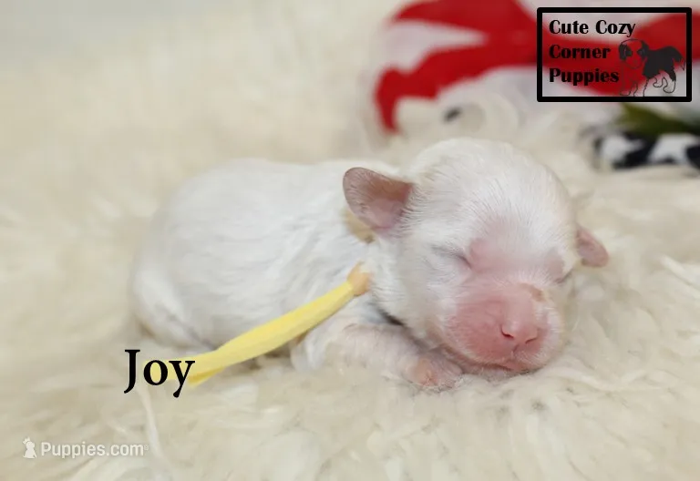 F1 Joy – Cavapoo puppy for sale in Taylorsville, NC