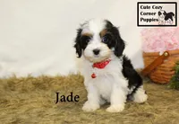 F1 Jade, a female Cavapoo for sale in Taylorsville, NC – 8 of 10