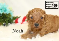 F1B Noah, a male Cavapoo for sale in Taylorsville, NC – 2 of 6