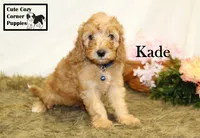F1B Kade, a male Cavapoo for sale in Taylorsville, NC – 9 of 10