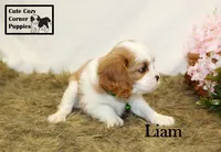 AKC Leo, a male Cavalier King Charles Spaniel for sale in Taylorsville, NC – 9 of 10