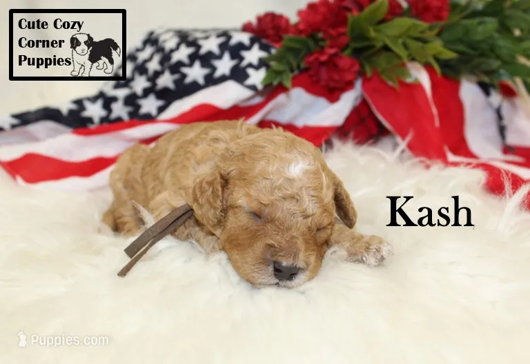 F1B Kash  – Cavapoo puppy for sale in Taylorsville, NC