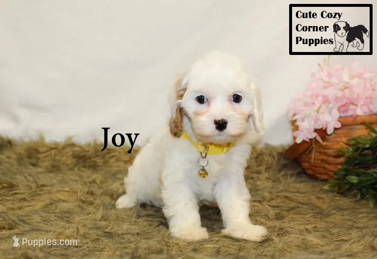 F1 Joy – Cavapoo puppy for sale in Taylorsville, NC
