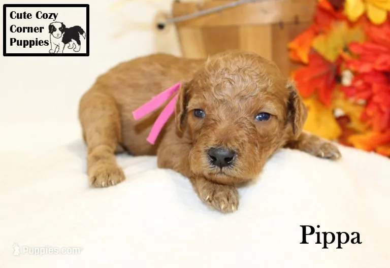 AKC Pippa – Poodle - Miniature  puppy for sale in Taylorsville, NC