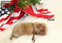 AKC Max, a male Cavalier King Charles Spaniel for sale in Taylorsville, NC – 8 of 9