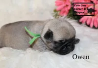 AKC Owen, a male Pug for sale in Taylorsville, NC – 6 of 6