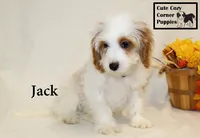 F1 Jack, a male Cavapoo for sale in Taylorsville, NC – 3 of 8