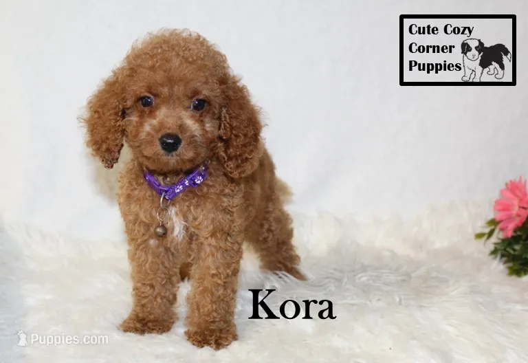 F1B Kora – Cavapoo puppy for sale in Taylorsville, NC