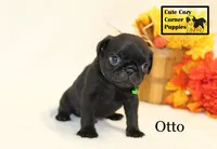 AKC Otto, a male Pug for sale in Taylorsville, NC – 7 of 7