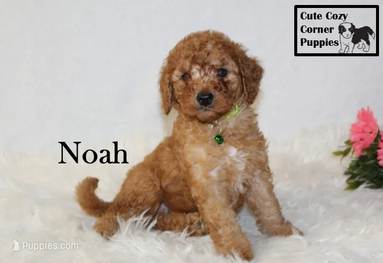 F1B Noah – Cavapoo puppy for sale in Taylorsville, NC