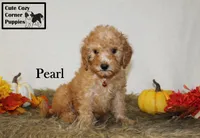 Akc Pearl, a female Poodle - Miniature  for sale in Taylorsville, NC – 4 of 9