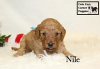 F1B Nile, a male Cavapoo for sale in Taylorsville, NC – 6 of 9