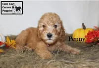 AKC Penny, a female Poodle - Miniature  for sale in Taylorsville, NC – 5 of 6