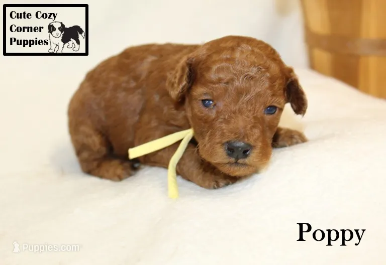 AKC Poppy – Poodle - Miniature  puppy for sale in Taylorsville, NC