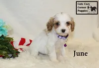 F1 June, a female Cavapoo for sale in Taylorsville, NC – 5 of 10