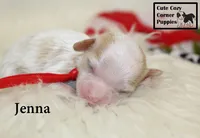 F1 Jenna, a female Cavapoo for sale in Taylorsville, NC – 4 of 7